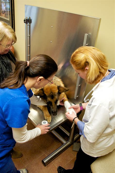 Grady veterinary hospital - Animal Internal Medicine at Grady Vet. Simply put, animal internal medicine is the care of sick pets, and Internist Dr. Beth McElravy, DVM, DACVIM heads up the veterinary internal medicine department of Grady Veterinary Hospital. An internist sees animals that have been referred by their veterinarian.